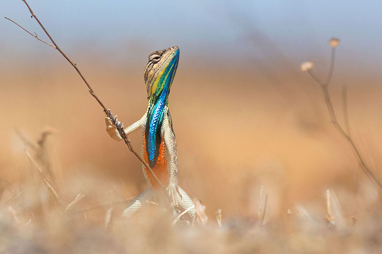 "Warrior of the grassland" - jedno z kilku najczęściej komentowanych zdjęć - fot. Anup Deodhar